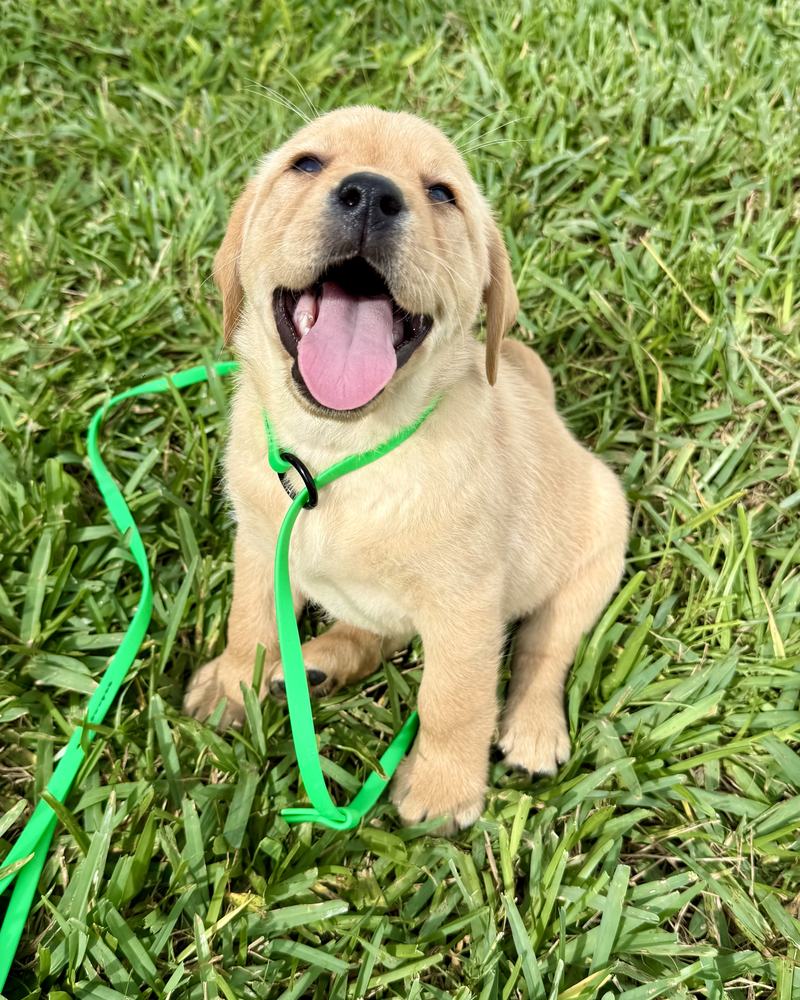 Kellie sitting in the grass on a green training lead, mouth open and ears up