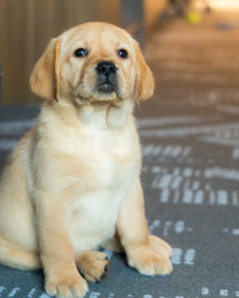 Kellie, a yellow Labrador puppy in training with Southern Cross Service Dogs, sitting and looking at the camera