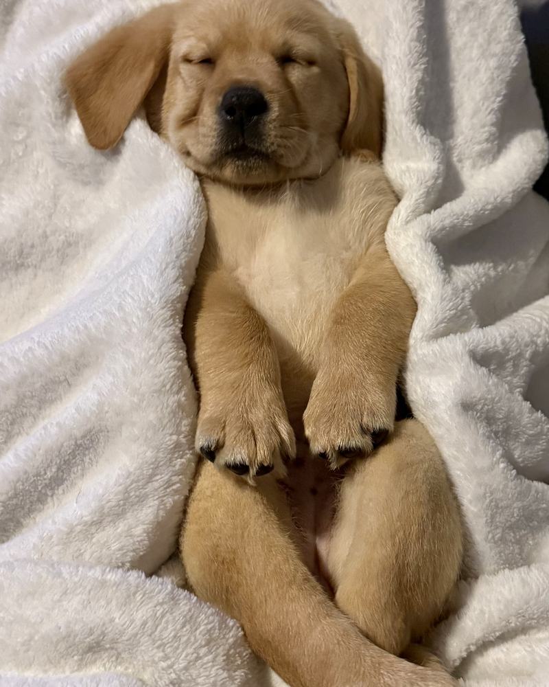 Kellie asleep on her back, tucked into a soft white blanket