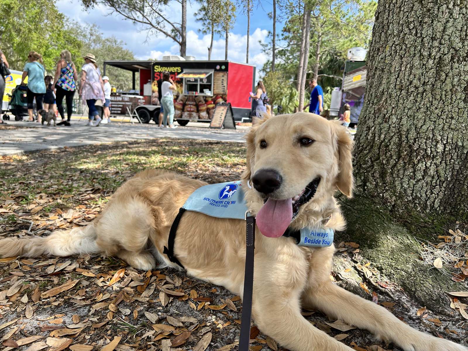 A golden retriever in a Southern Cross Service Dogs training vest resting in the shade at a community event