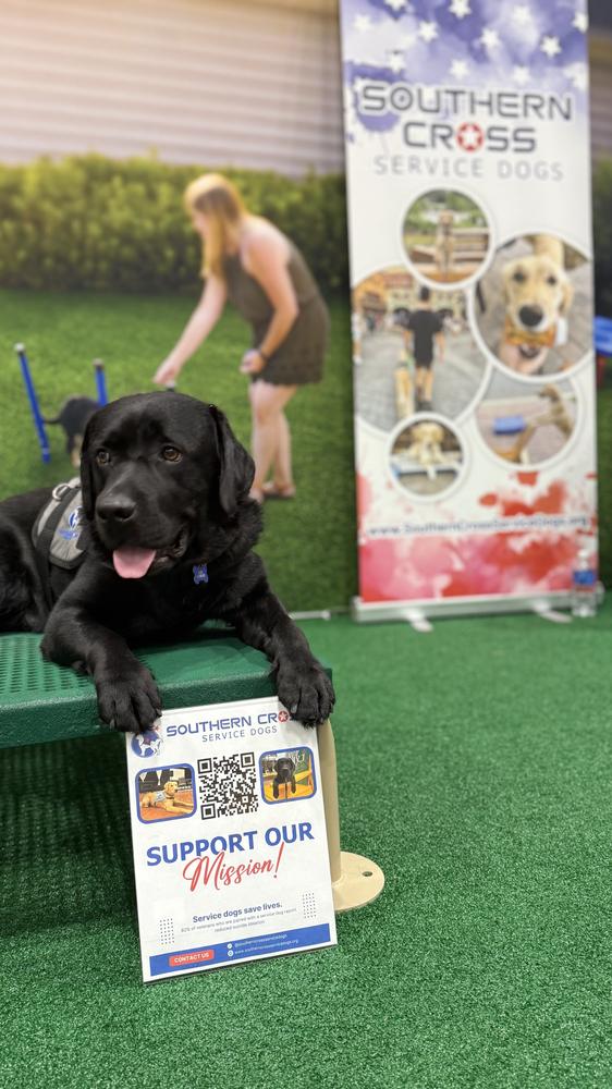 Mud, a Southern Cross therapy dog, resting beside a Southern Cross Service Dogs banner at an outreach event.