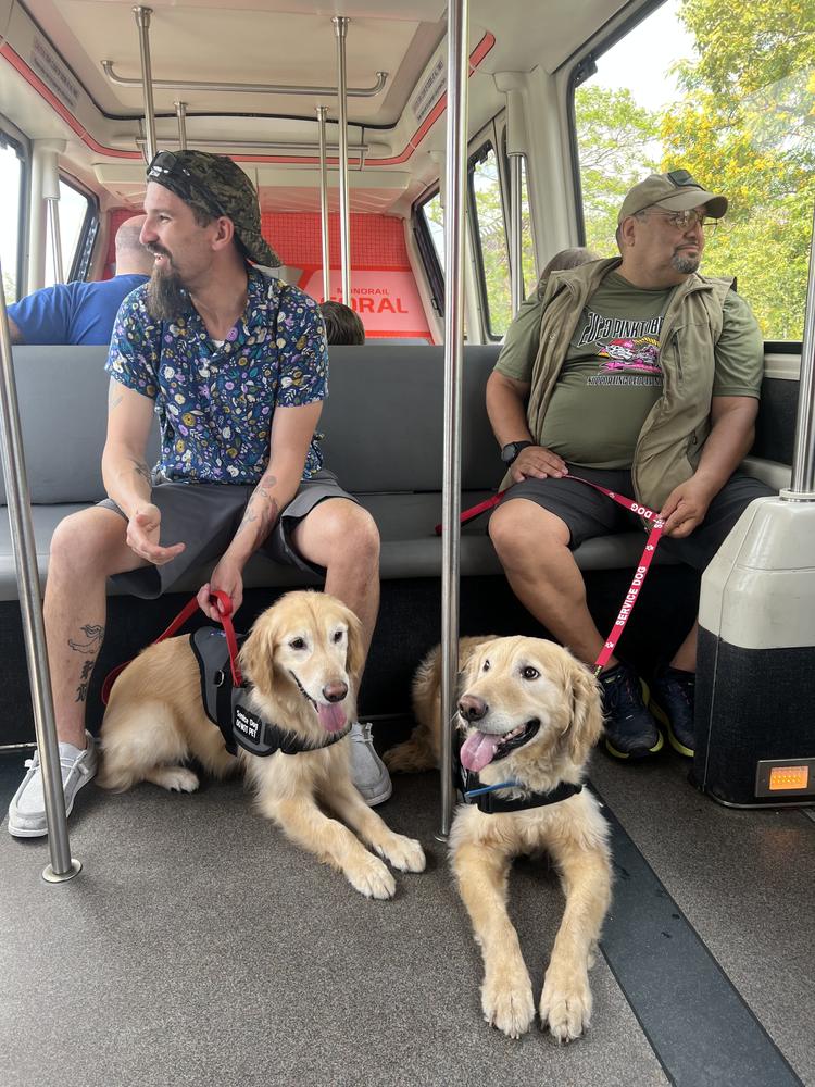Two service dogs in training lying calmly on the floor of a shuttle bus beside their handlers.