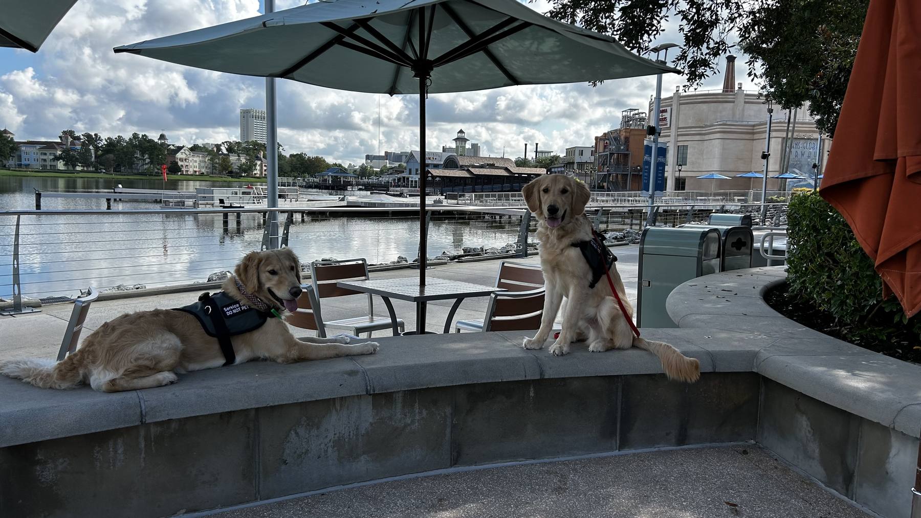 Two Southern Cross Service Dogs in training holding a down-stay beside a waterfront patio